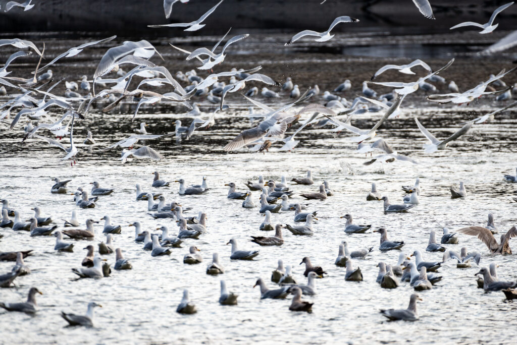 A crazy mass of gulls and other birds scavenging for oolichan on the Skeena River.